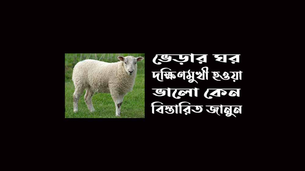 ভেড়ার ঘর দক্ষিণমুখী হওয়া ভালো কেনো এর ৫টি কারণ জানুন